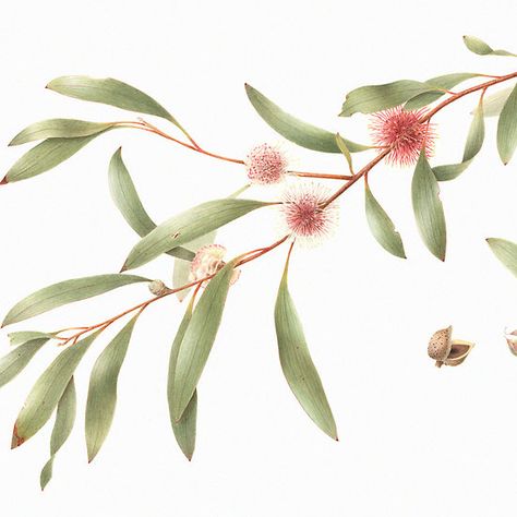 Hakea laurina - Pincushion Hakea Australian Wildflowers, Australian Native Flowers, Native Flowers, Australian Native Plants, Australian Native, Henna Tattoo, Botanical Illustration, Leaf Tattoos, Botanical Art