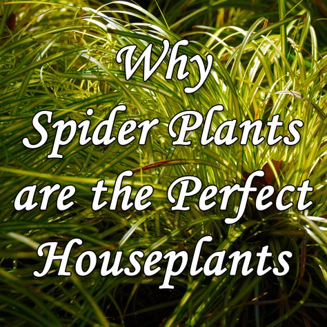 Spider Plant Indoor, Spider Plant Benefits, Pet Spider, Plant Benefits, Spider Plant, Leafy Plants, Lily Plants, Bedroom Plants, Spider Plants