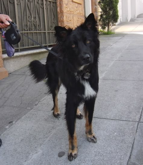 German Shepherd X Border Collie, German Shepherd Collie Mix Dogs, German Shepherd Border Collie Mix Dogs, Collie Mix Dogs, Collie Mix Puppies, Flat Coated Retriever, Border Collie Mix, Collie Mix, Labrador Retriever Puppies