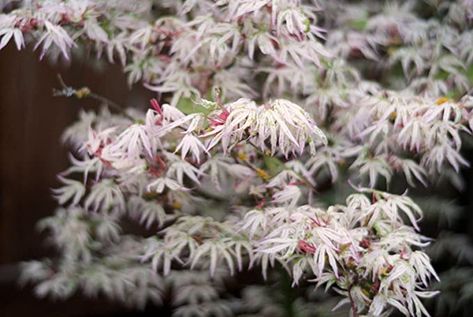 AmazonSmile : Floating Cloud Japanese Maple Acer palmatum Ukigumo 2 - Year Tree : Maple Trees : Garden & Outdoor Cloud Japanese, Japanese Maple Varieties, Japanese Red Maple, Coral Bark Japanese Maple, Japanese Plants, Tree Seedlings, Asian Garden, Live Tree, Japanese Maple Tree