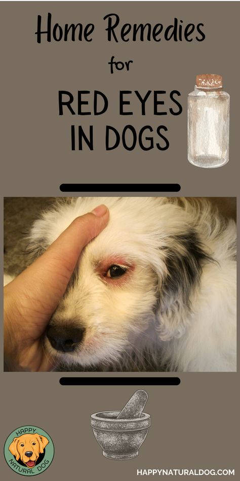 Are your dog's eyes itchy, red, or swollen? Are you wondering what home remedies for red eyes in dogs could help them heal? If your dog's eye is injured or irritated, it's important to know what you can treat at home, and when you need to go to a vet. Itchy Eyes Remedy, Red Eyes Remedy, What Causes Red Eyes, Medicine Safe For Dogs, Eye Drops For Dogs, Dog Rash, Dog Allergies Remedies, Allergy Eyes, Swollen Eyes