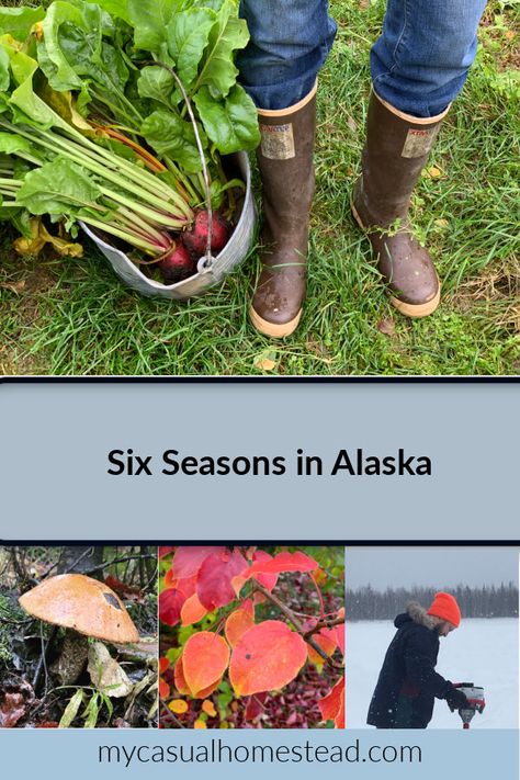 Gardening In Alaska, Homesteading In Alaska, Alaskan Homestead, Alaska Gardening, August Rain, Alaska Garden, Alaska Living, Alaska Homestead, Homesteading Life