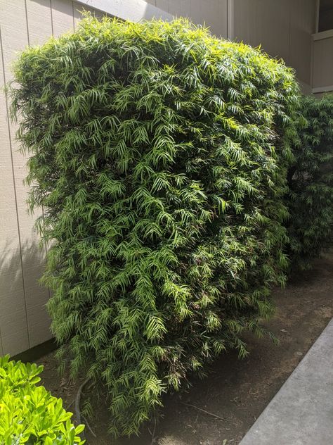 Podocarpus Gracilior, Garden And Yard, Hedges, Driveway, Garden Projects, Garden Plants, Front Yard, Home Improvement, Yard