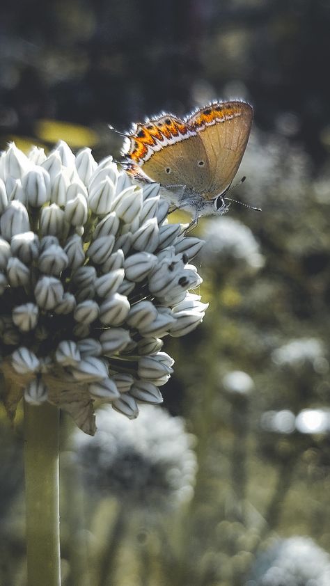 Butterfly | Flora and fauna | Nature Photography Flora And Fauna Photography, Flora Photography, Photography Gcse, Gcse Photography, Fauna And Flora, Wood Burning Art, Without Me, Story Board, Flora Fauna