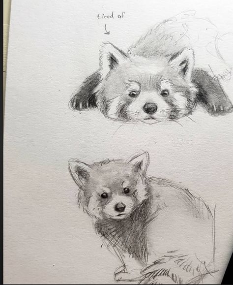 Red Panda Drawing, Panda Merah, Panda Sketch, Realistic Animal Drawings, Creaturi Mitice, Animal Sketch, Panda Drawing, Cute Pencil, Animal Drawings Sketches