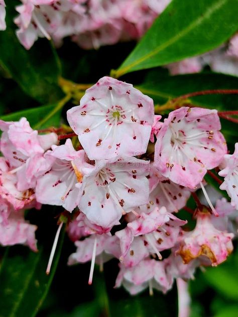 Mountain Laurel flower art nature abstract Scenic royalty free stock images Mountain Laurel Flower, Laurel Flower, Vector House, Nature Abstract, Mountain Laurel, Flower Nature, Art Nature, Art Tips, Nature Art