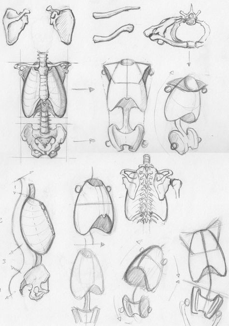 Anatomy Resources, Drawing Male Anatomy, Drawing The Human Head, Skull Sketch, Skeleton Anatomy, Human Body Drawing, Skeleton Drawings, Anatomy Tutorial, Art Anatomy