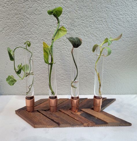 Houseplants Propagation, Houseplant Propagation, Glass Propagation, Propagation Vase, Slate Rock, Propagation Station, Vase Holder, Plant Propagation, Rock And Pebbles