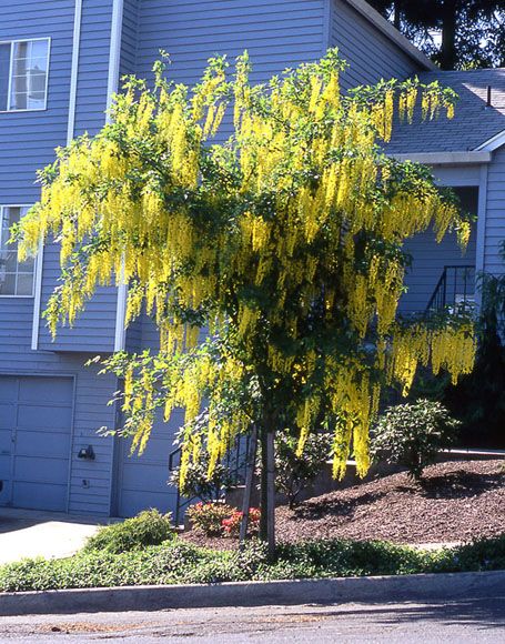 Golden Chain Tree | Laburnum ‘Vossii’ Laburnum x watereri Vossii * Part shade * Zones 4-11 * 12'-15' tall * 15' wide Beuatiful cascading 15-20 inch long sunny yellow flowers! Hardy and petite, the Golden Chain Tree is extremely easy to grow and thrives in moist soil! .A hybrid between L. alpinum and L. anagyroides. Tree With Yellow Flowers, Golden Chain Tree, Golden Rain Tree, Plant Structure, Wisteria Tree, Bohemian Garden, Moon Nursery, Specimen Trees, Fast Growing Trees