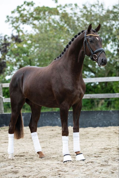 Liver Chestnut Horse, Mountain Kingdom, Coat Inspiration, Liver Chestnut, Irish Sport Horse, Basic Coat, Pony Breeds, Cute Horse Pictures, Rasy Koni