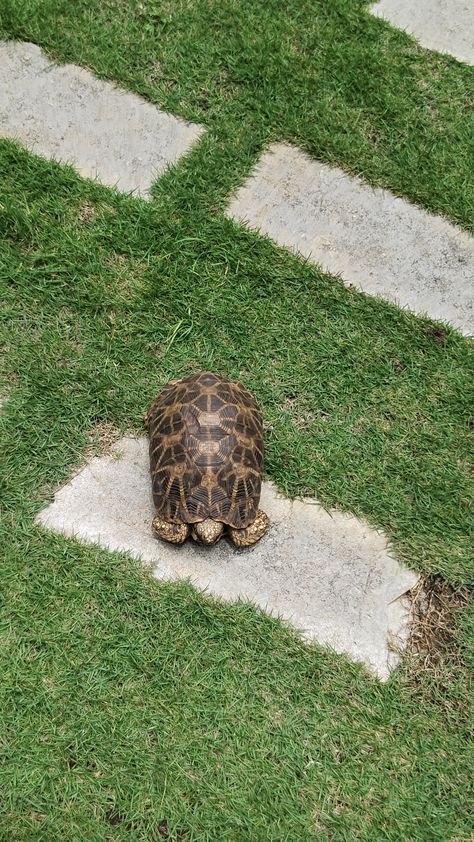 Star Tortoise, Indian Star Tortoise, Indian Star, Tortoise, Animals, Pins