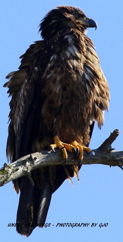 Juvenile Bald Eagle Juvenile Bald Eagle, Bird Photos, Bird Photo, Bald Eagle, Birds, Animals, Photography