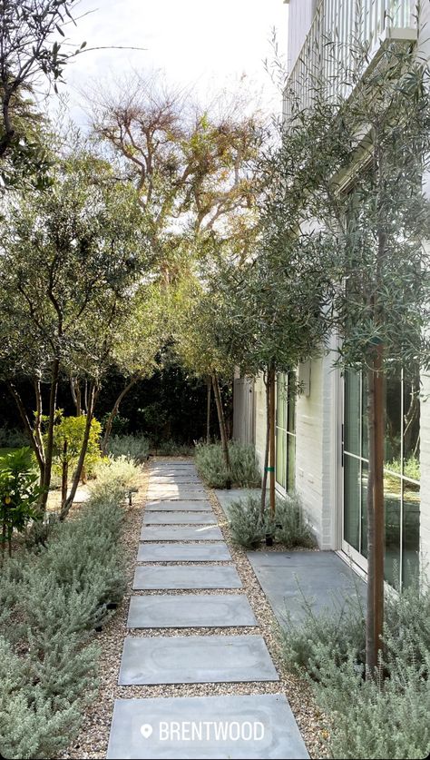 Landscaping Narrow Strip, Olive Trees Backyard, Pebbles Landscaping Ideas, Native California Landscaping, Gravel Parking Area In Front Of House, Garden Paving Ideas Inspiration, Mediterranean Driveway, California Backyard Landscaping, Large Garden Landscaping