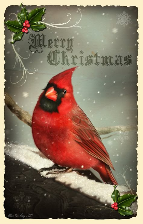 I know it's a little early to be thinking about Christmas, but I thought this fellow was so handsome he deserved to be on a Christmas card! Much thanks to for allowing me to use one of her beautifu... Business Christmas Cards, Postal Vintage, Business Christmas, Christmas Cardinals, Vintage Christmas Images, Christmas Bird, Red Bird, Images Vintage, Old Christmas