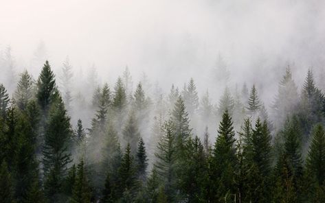 Mist over a forest of trees shot with a telephoto lens Wald Wallpaper, Landscape Wall Mural, Mystic Forest, 1366x768 Wallpaper Hd, Custom Wall Murals, Foggy Forest, Nikon Dslr, Misty Forest, Woodland Scene