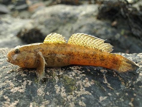 Gobius cobitis - Giant goby or Gobi mawr (Rockpool fish images) Mud Skipper, Goby Fish, Fish Images, Deep Sea Fishing, Rock Pools, Sea Animals, Deep Sea, Scorpion, Animal Photography