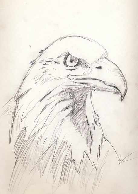 Eagle How To Draw Eagle, Eagle Drawing Pencil, How To Draw An Eagle, Eagle Face Drawing, Eagle Drawing Simple, Eagle Drawing Sketches, Drawing Of Eagle, Eagles Drawing, Eagle Pencil Drawing