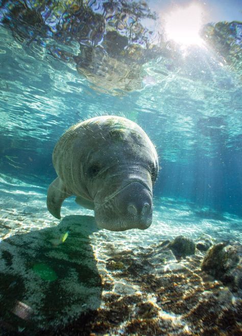 West Indian Manatee - Unique wildlife in Everglades National Park - wildlife sightings Everglades Aesthetic, Manatee Art, Hayley Mills, Florida Nature, Florida Wildlife, Manatee Florida, Wildlife Biologist, The Everglades, Everglades Florida