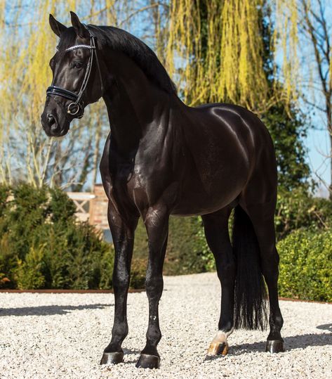 Black Warmblood Horse, Black Oldenburg Horse, Black Dutch Warmblood, Dutch Warmblood Horse, Black Thoroughbred, Kwpn Horse, Irish Sport Horse, Dutch Warmblood, All Horse Breeds