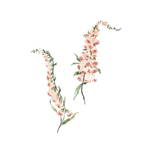 Foxglove Tattoo Simple, Foxglove Flower Drawing, Fox Gloves Tattoo, Foxglove Illustration, Foxglove Tattoo, Foxglove Flower, British Wild Flowers, Ink Doodles, Floral Tattoos