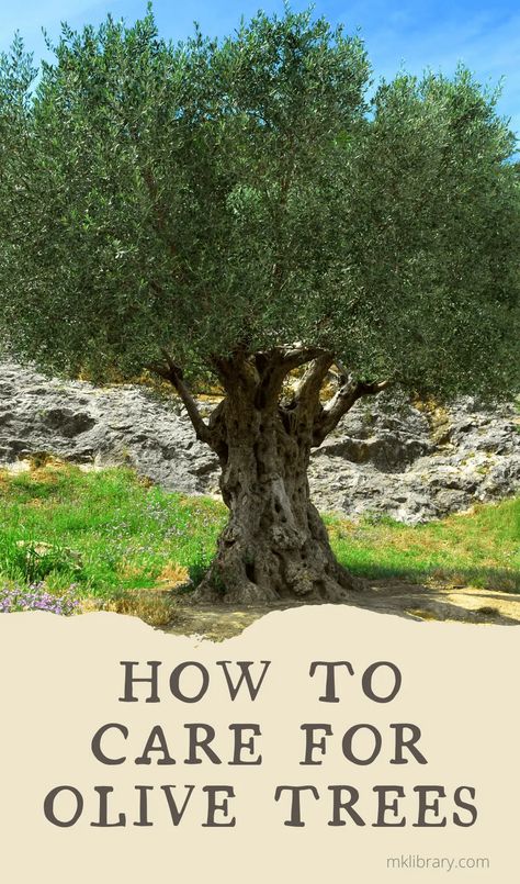 Window Hanging Plants, Pruning Olive Trees, Olive Tree Care, Olive Trees Landscape, Olive Trees Garden, Indoor Olive Tree, Indoor Garden Decor, Potted Olive Tree, Growing Olive Trees