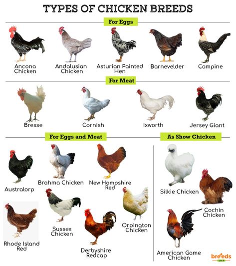 Types Of Chickens Breeds Chart, Breeds Of Chickens Pictures, Backyard Chicken Breeds, Best Meat Chicken Breeds, Chicken Breeds For Meat, Breed Chickens, Fluffy Chicken Breeds, Cold Hardy Chicken Breeds, Chicken Colors