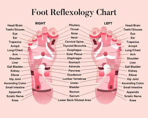 Foot Pressure Points, Reflexology Pressure Points, Reflexology Foot Chart, Foot Reflexology Massage, Reflexology Chart, Reflexology Massage, Muscle Anatomy, Foot Reflexology, Healing Touch