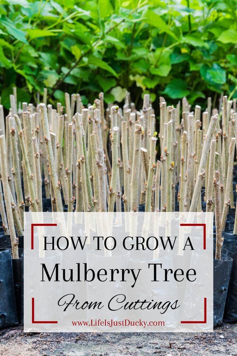 Growing mulberry tree in a pot. Mulberry propagation. Growing mulberry trees from cuttings. Starting new trees from cuttings. Mulberry Benefits, Mulberry Plant, Backyard Homesteading, Tree In A Pot, Mulberry Trees, Fruit Tree Garden, Plants For Raised Beds, Mulberry Bush, Growing Fruit Trees