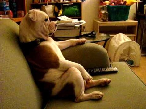 English Bulldog Watching TV and Sitting on Couch Dog Watching Tv, Charlie Sheen, Bulldog Lover, Watch Dogs, Dog Parents, Animal Videos, Watching Tv, Funny Animal, English Bulldog