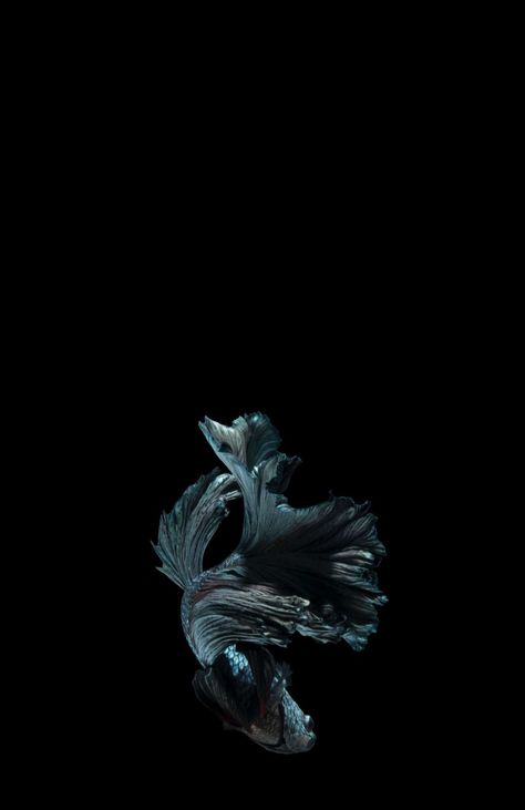 Beta Fish Wallpaper, Fish Wallpaper Iphone, Dark Florals, Fish Wallpaper, Whatsapp Wallpaper, Dark Floral, Animal Wallpaper, Betta Fish, Koi Fish