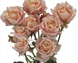 Spray Rose Sahara Sensation - Spray Rose - Roses - Flowers by category | Sierra Flower Finder Spray Roses, October Wedding, Deep Green, Bridal Bouquet, Florist, New Color, Color Mixing, Roses, Spray