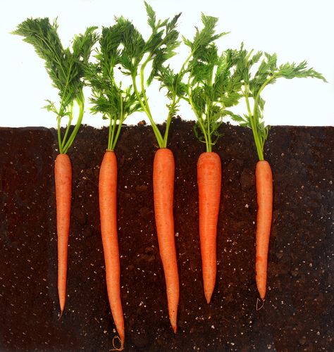 carrot images | Innate Response: Hearty Roots: Carrot and Ginger Growing Carrots, Organic Diet, Carrot And Ginger, Thanksgiving Dishes, Bug Out Bag, Baby Carrots, Roasted Carrots, Growing Indoors, Lower Cholesterol