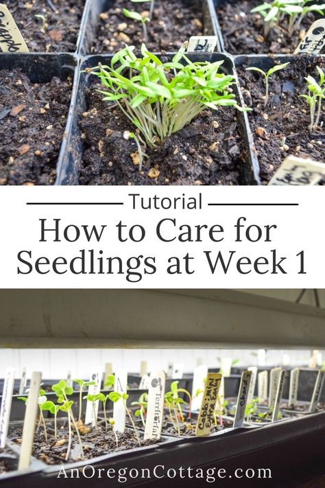 Flower Seedlings Indoors Starting, When To Transplant Seedlings, Cucumber Seedlings, Flower Seedlings, Seedlings Indoors, Growing Organic Vegetables, Vegetable Garden Raised Beds, Vegetable Garden Diy, Starting Seeds Indoors