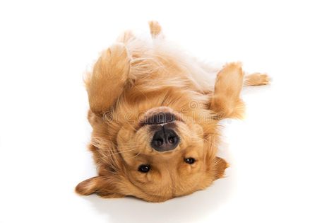 Golden Retriever dog laying on his back. A cute Golden Retriever dog laying down #Sponsored , #Ad, #sponsored, #Retriever, #laying, #dog, #Golden Dog Bath Tub, Cute Golden Retriever, Dog Photoshoot, Dog Bath, Guide Dog, Dogs Golden Retriever, Dog Pin, Retriever Dog, Bathtubs