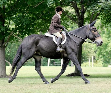 Draft Mule, Mules Animal, Different Horse Breeds, Miniature Ponies, Livestock Feed, Different Types Of Animals, Old Jeep, Hunter Jumper, Horse Blankets