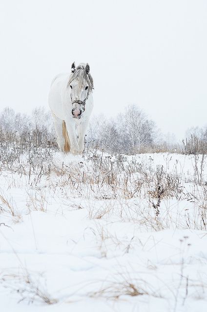 . Winter Fairy Garden, Horses In Snow, Pictures With Horses, Winter Horse, Horse Artwork, Horse Wallpaper, Equine Photographer, Horse Aesthetic, Baby Horses