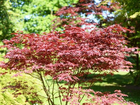 Everything You Need to Know About Bloodgood Japanese Maple Trees - This Old House Japenese Maple, Bloodgood Maple, Bloodgood Japanese Maple, Plants For Raised Beds, Privacy Trees, Organic Mulch, Japanese Maple Tree, This Old House, Maple Tree