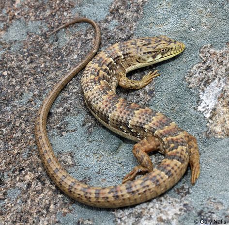 San Diego Alligator Lizard - Elgaria multicarinata webbii Alligator Lizard, Lizard Species, Habitat Garden, Secondary Research, Garden Friends, Tortoise Turtle, Altered Photo, Terrapin, Australian Wildlife