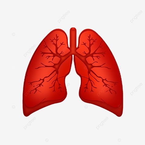 Organ Manusia, Lungs Illustration, Lung Anatomy, Paru Paru, Human Organs, Human Lungs, Diy Bracelets With String, Illustration Human, Human Organ