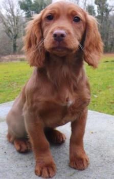 Red working cocker Red Cocker Spaniel, Working Cocker Spaniel, Sprocker Spaniel, Field Spaniel, Black Cocker Spaniel, Working Cocker, Cocker Spaniel Puppies, Nursing Homes, Cocker Spaniel Dog