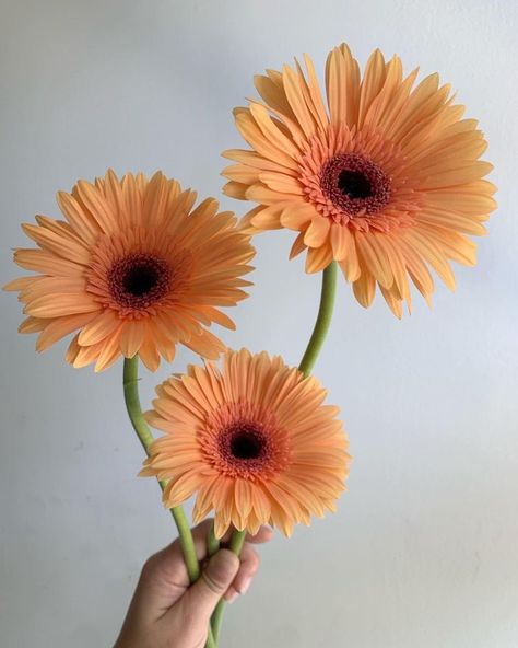 Gerbera Daisy Tattoo, Gerbera Daisy Bouquet, Floral Design Classes, Gerbera Flower, Flower Identification, Daisy Tattoo, Gerbera Daisies, Gerber Daisies, Fish Tattoo