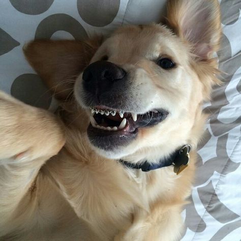 Dogs With Braces, Dog Braces, Perros Golden Retriever, A Puppy, Cute Little Animals, Scrapbooking Projects, Braces, Dog Love, Golden Retriever