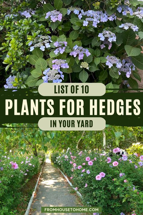 Regardless of whether you want a gorgeous flowering hedge to grow in the sun or the shade, you'll find ideas for flowering bushes that are perfect for your yard. Blooming Evergreens, Camellia Hedge, Lilac Hedge, Evergreen Bushes, Flowering Hedge, Easy Backyard Landscaping, Spirea Bush, Hedges Landscaping, Privacy Landscaping Backyard