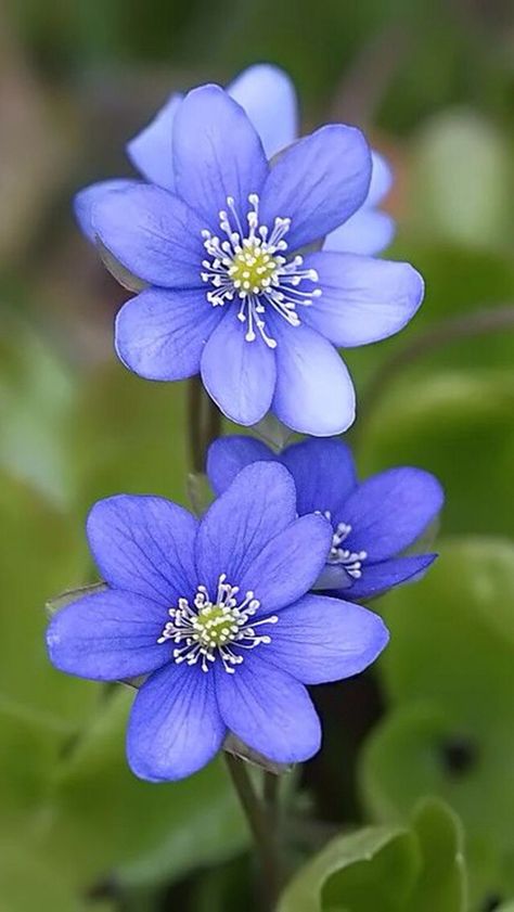 Purple-blue flowers نباتات منزلية, Beautiful Flowers Photography, Beautiful Flowers Garden, Window Design, Exotic Flowers, Flowers Nature, Flower Photos, Flower Pictures, Amazing Flowers