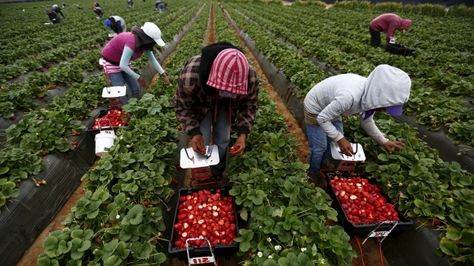 The idea of children working in a hot, dusty field picking berries seems better suited to a Steinbeck novel than the blueberry farms of Metro Vancouver — as it should be.   But an advocate for British Columbia's agricultural workers says a recent Employment Standards Tribunal decision highlights how child labour is still prevalent in the province's farming sector. California Farm, Fruit Picker, Strawberry Farm, Migrant Worker, Waiting For Someone, Still Waiting, Working With Children, Sanders, Brisbane