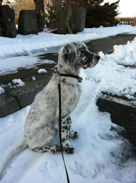 Mid Sized Dogs, English Setter Aesthetic, English Setter Puppies, Impossible Pie, English Setter Dogs, English Setters, Semper Fidelis, Most Beautiful Dogs, Pretty Dogs