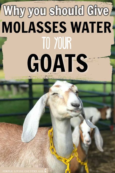 Best Milking Goats, Natural Goat Dewormer Recipe, Natural Goat Dewormer, Mineral Buffet For Goats, Goat Waterer Ideas, Goat Milking Parlor, Milking Goats, Goat Life, Goat Ideas