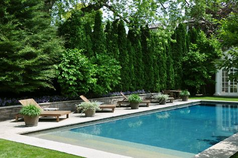 Three Dogs in a Garden: A Dive into the Deep End Oberirdischer Pool, Planning Garden, Trellis Garden, Pool Design Ideas, Building A Swimming Pool, Mini Rock, Infinity Pools, Pool Landscape Design, Diy Swimming Pool