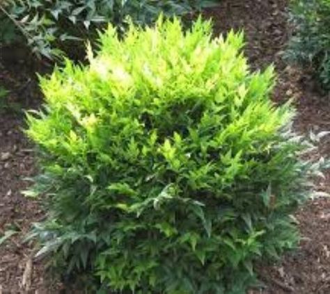 Lemon Lime Nandina Heavenly Bamboo Nandina Plant, Lemon Lime Nandina, Nandina Domestica, Southern Living Plant Collection, Southern Living Plants, Simple Garden, Gladioli, Front Landscaping, Garden Shrubs