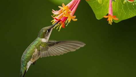 What Are the Times for Hummingbirds in Kansas? | Sciencing Hummingbird Photos, Ruby Throated Hummingbird, Migratory Birds, Tiny Bird, Bird Photography, Hummingbirds, The Times, Kansas, North American